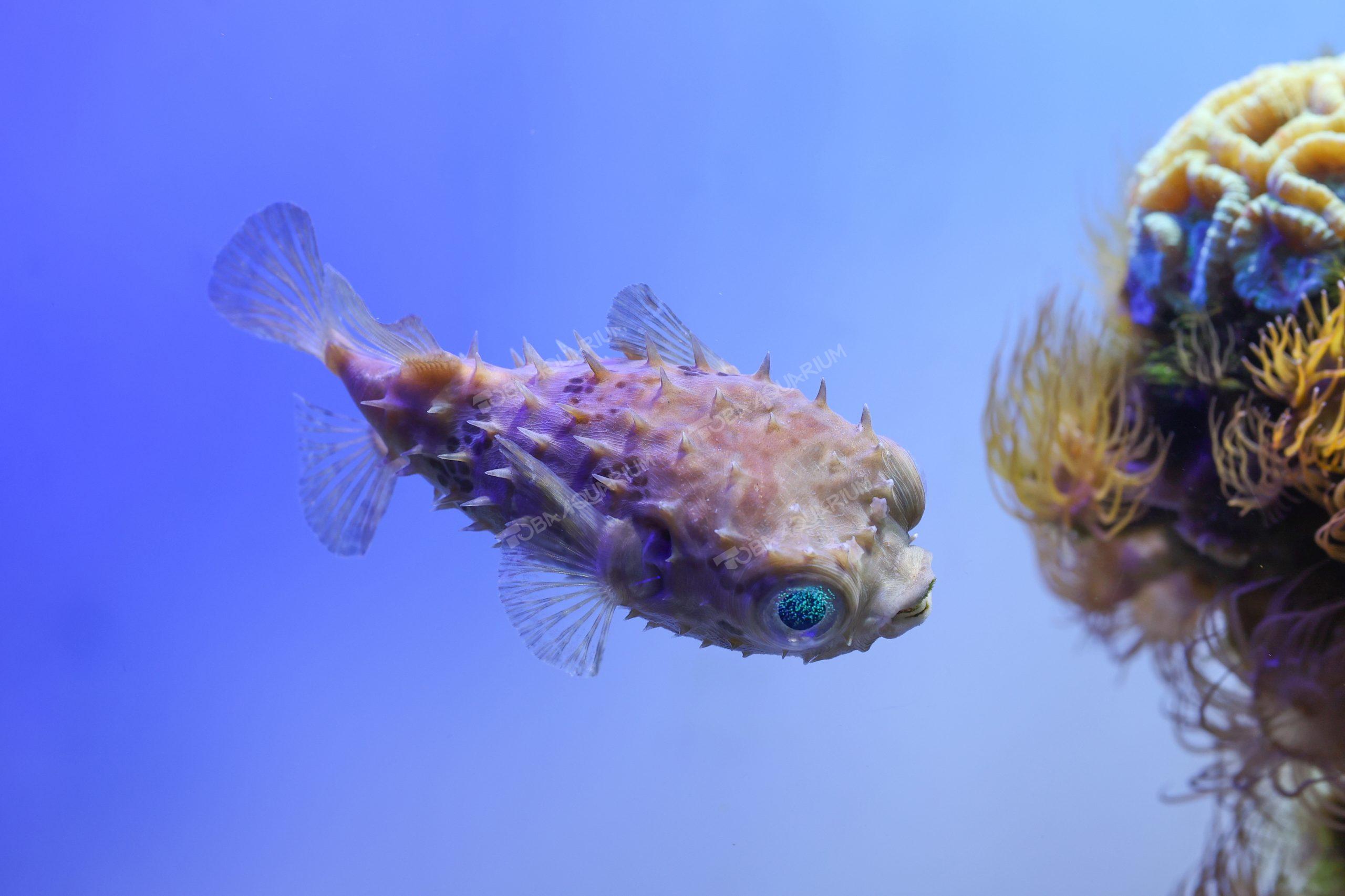 メイタイシガキフグ - 生きもの図鑑 鳥羽水族館